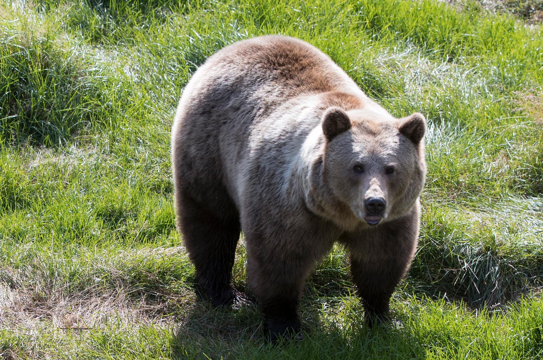 En björn i trädgården? Totalt 13 björnar har synts runt byn Los i Ljusdals kommun. Arkivbild.