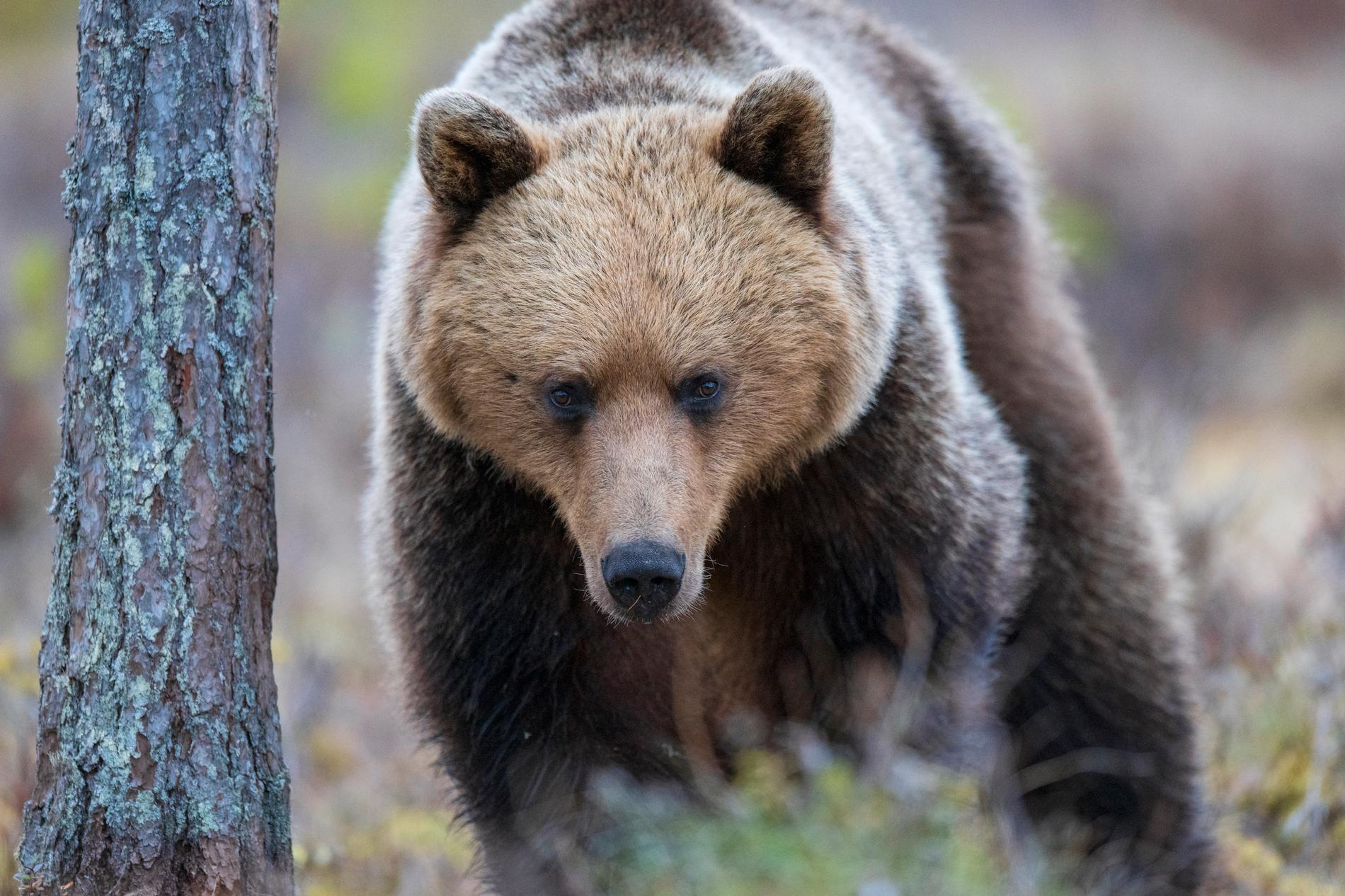 I måndags gick en björn till attack mot jägare i Ljusdal där två personer skadades, ett ämne som togs upp i Rockklassikers morgonshow imorse. 