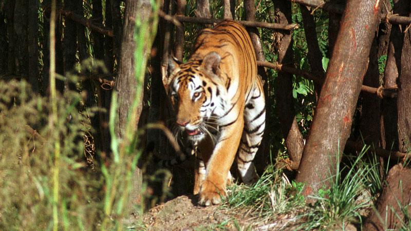 De bengaliska tigrarna störs när turisterna klampar in på deras jaktmarker.