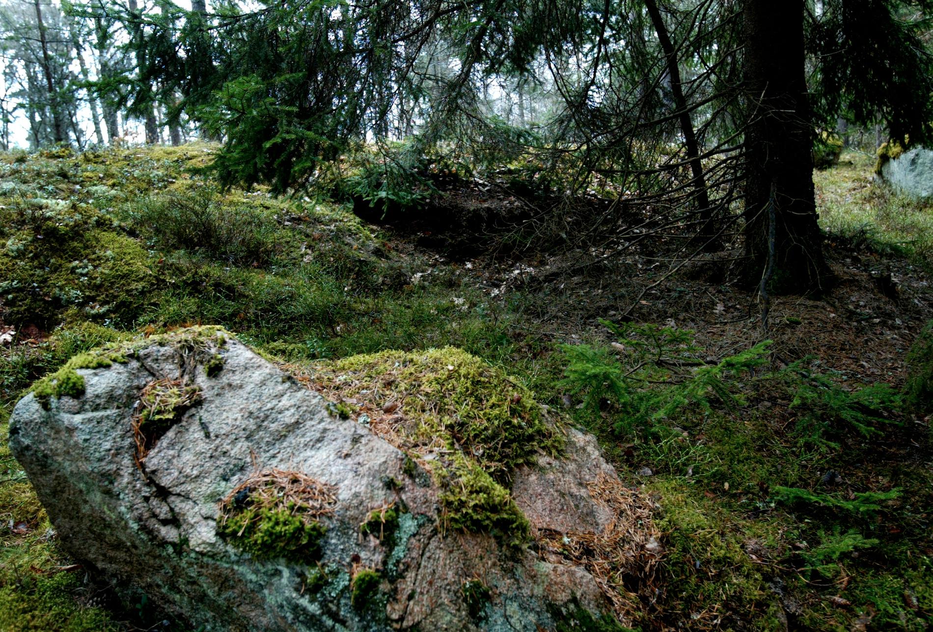 En 75-årig svampplockare har hittats vid liv efter en natt i skogen. Arkivbild.