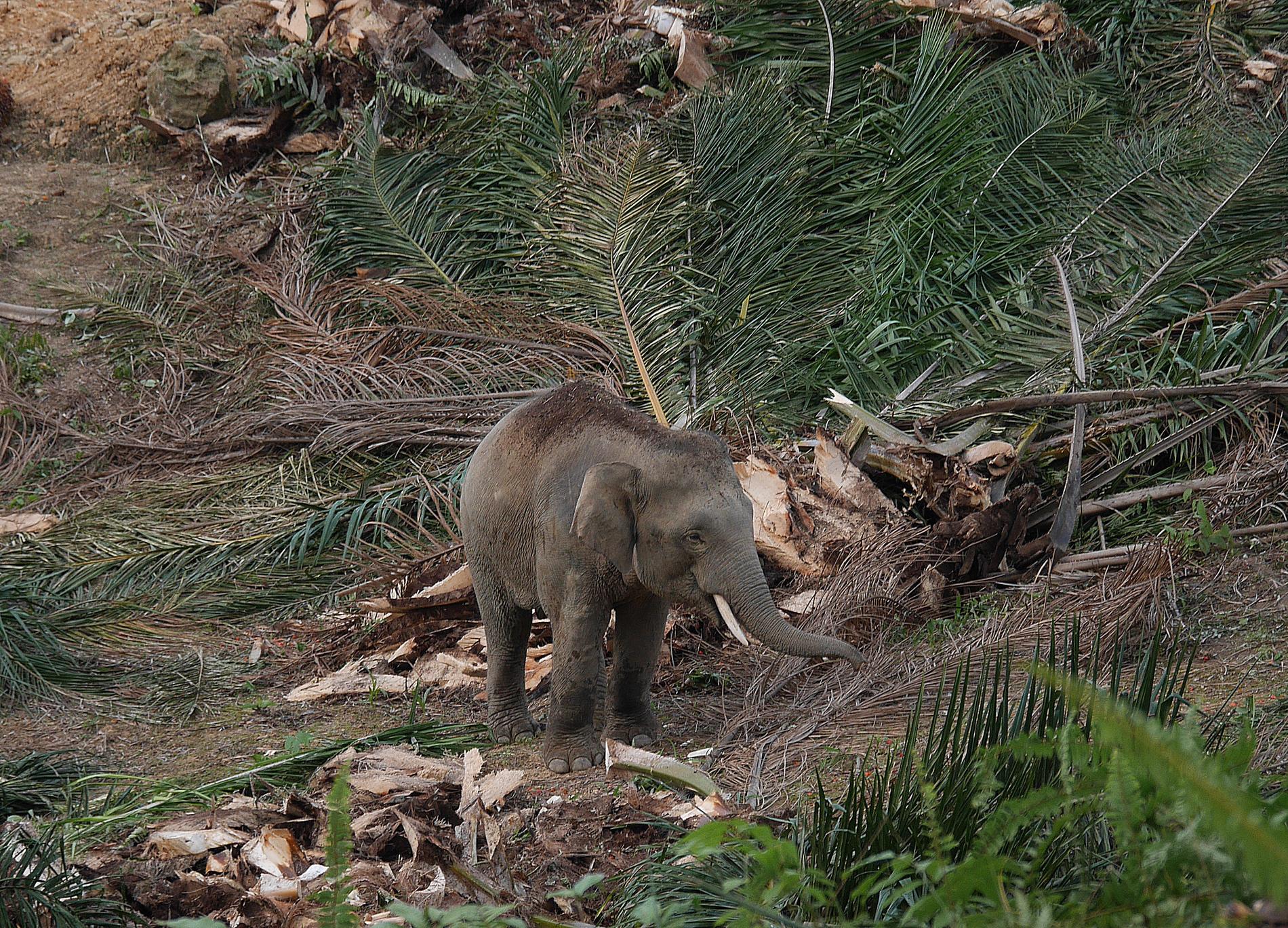 Dvärgelefant som undersöker palmbladen som ligger kvar efter att arbetarna på plantagen lämnat platsen. Delar av bladen konsumeras villigt av elefanterna.