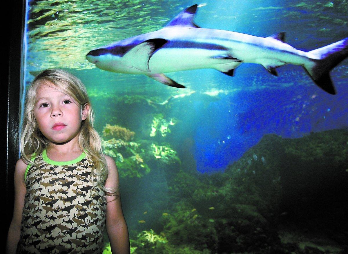 ”MAN KAN GÖRA STOR SKILLNAD” Marcus Marcus tittar på hajar på Aquaria i Stockholm. ”Det enda jag vill är att rädda hajarna”, säger hajklubbens sexårige president.