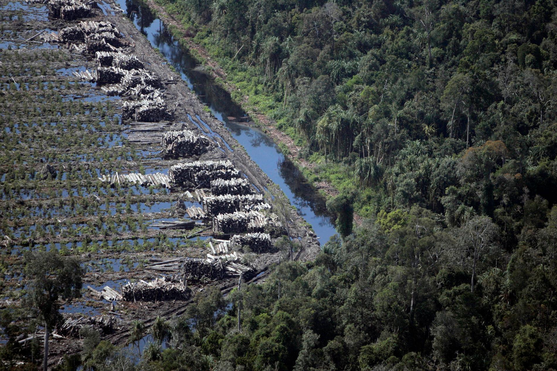 Ett avskogat område med akaciaträd på den indonesiska ön Sumatra. Till höger ses naturlig skog. Arkivbild.