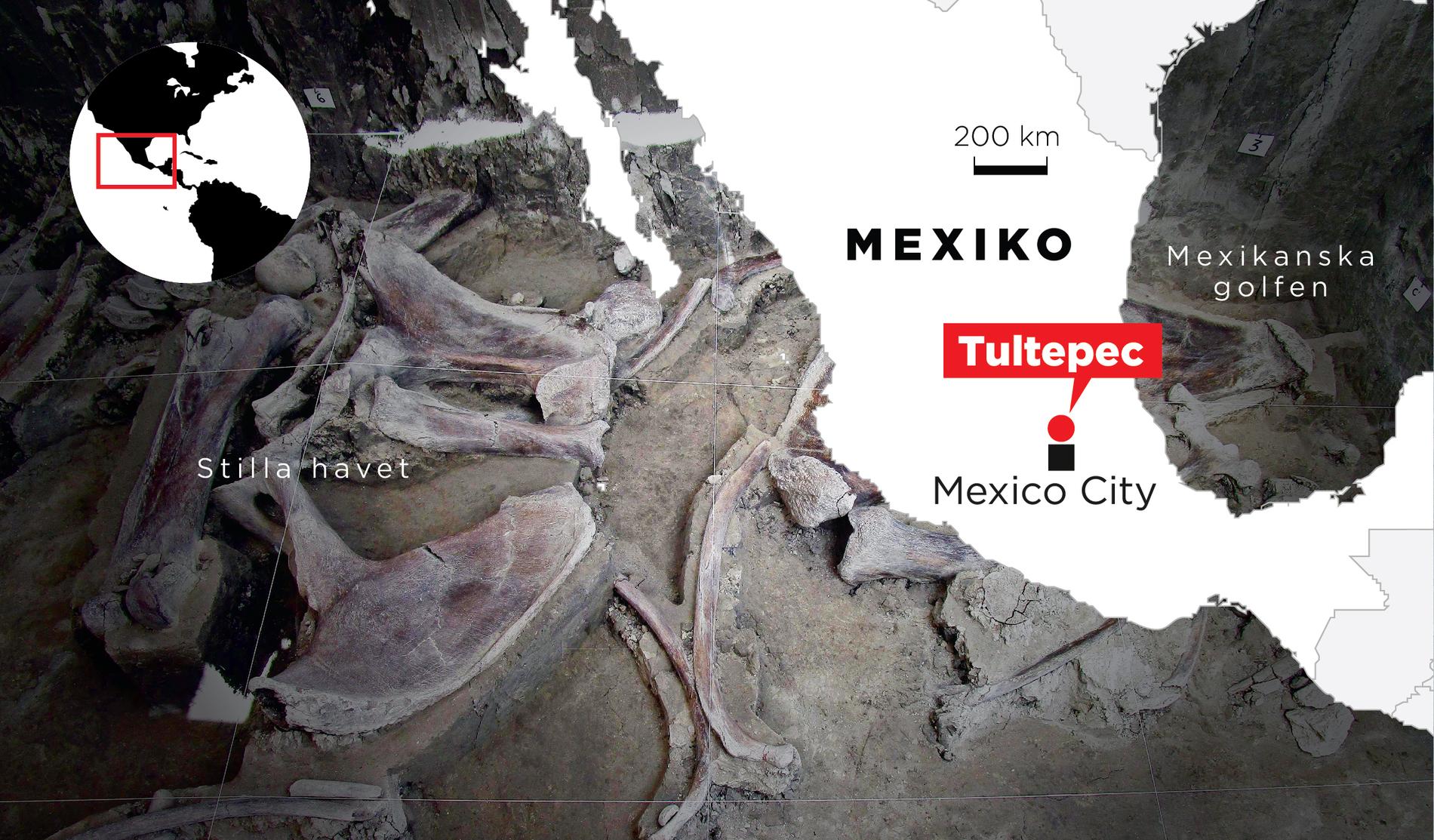 Skellettdelar från minst 14 mammutar har hittats i Tultepec i Mexiko.