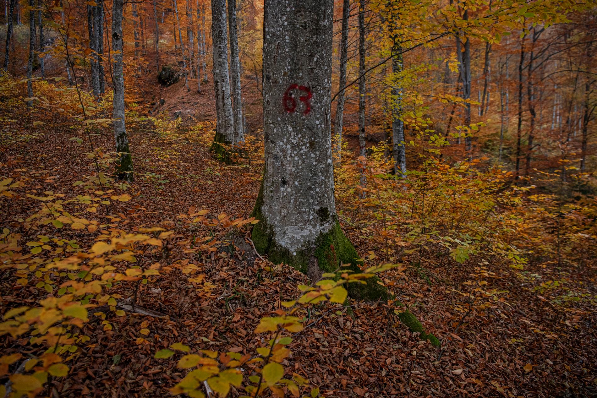 Ett rödmärkt träd på väg att fällas. Ikea hävdar nu att samtliga träd som fälldes var döda eller svårt sjuka.