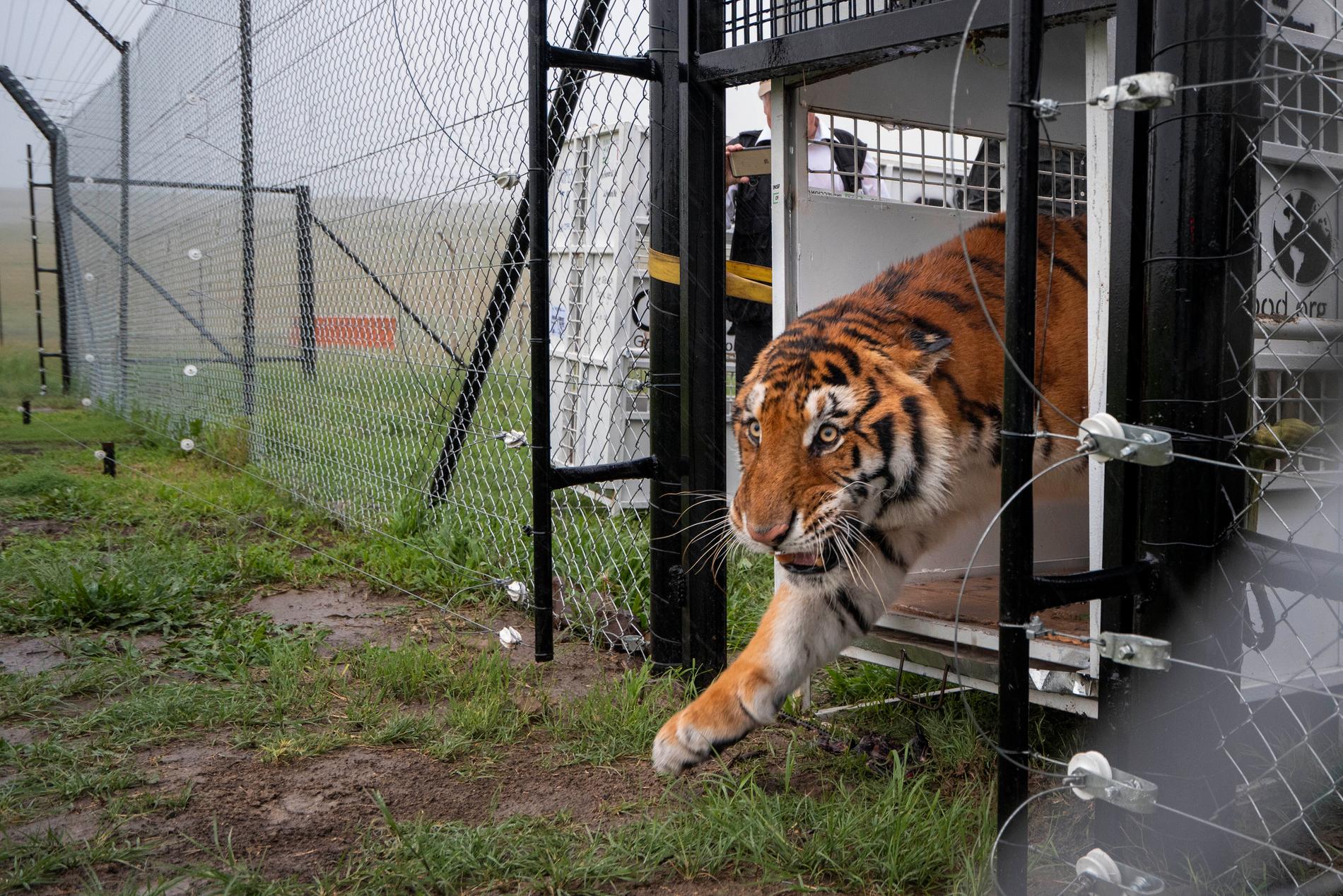 En av de tigrar som räddats från cirkusar i Guatemala kliver ur buren och släpps ut till sitt nya liv i ett reservat i Sydafrika.