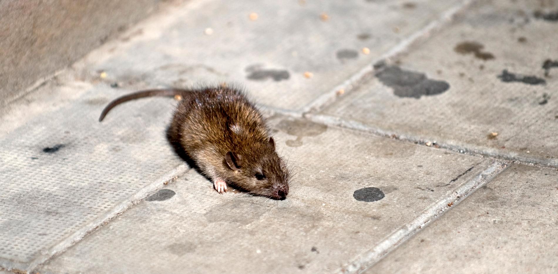 En råtta på Götgatan i Stockholm. 