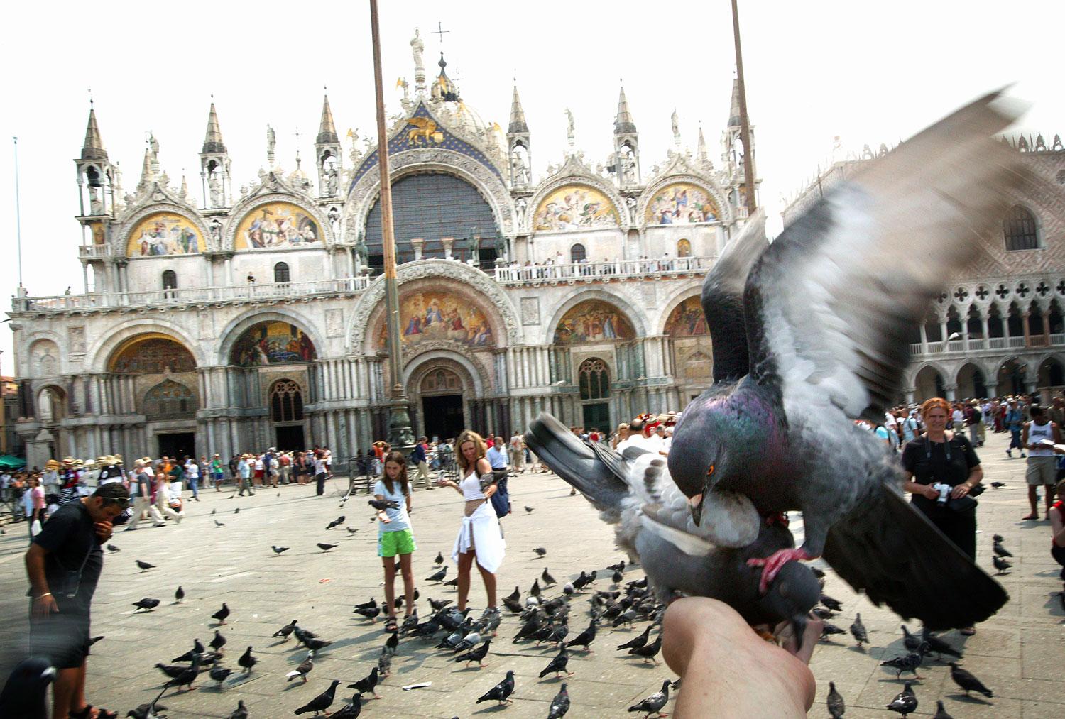 Duvorna Markusplatsen i Venedig är ökända.