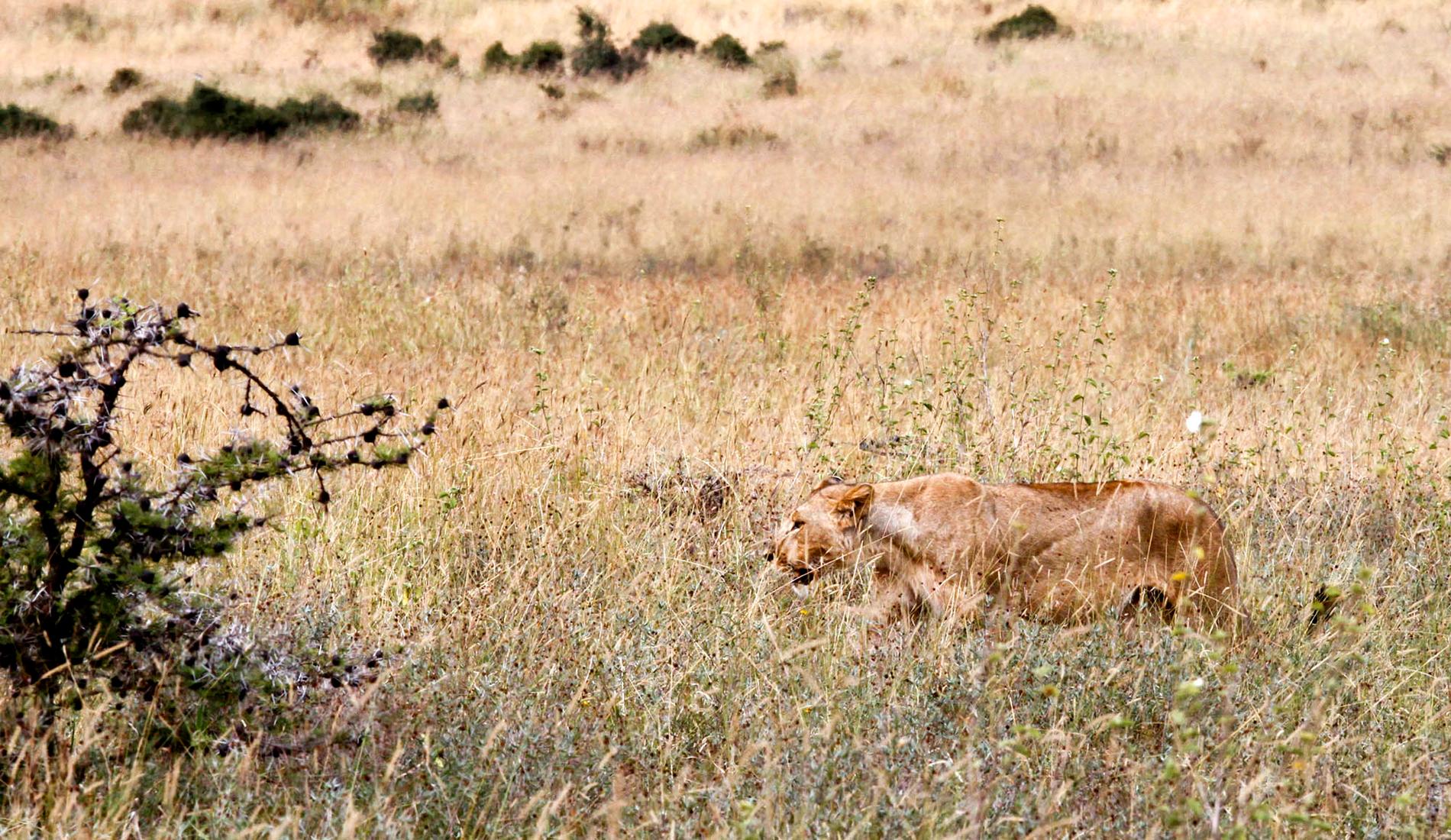 Ett av lejonen i safariparken utanför Kenyas huvudstad Nairobi.