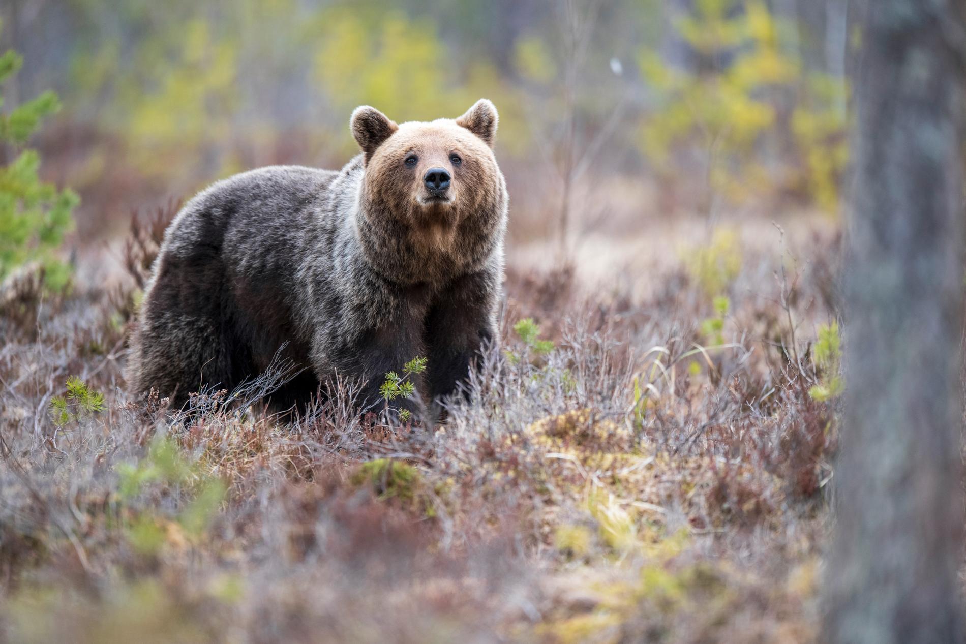 En björn i Hälsingland. (Arkivbild)