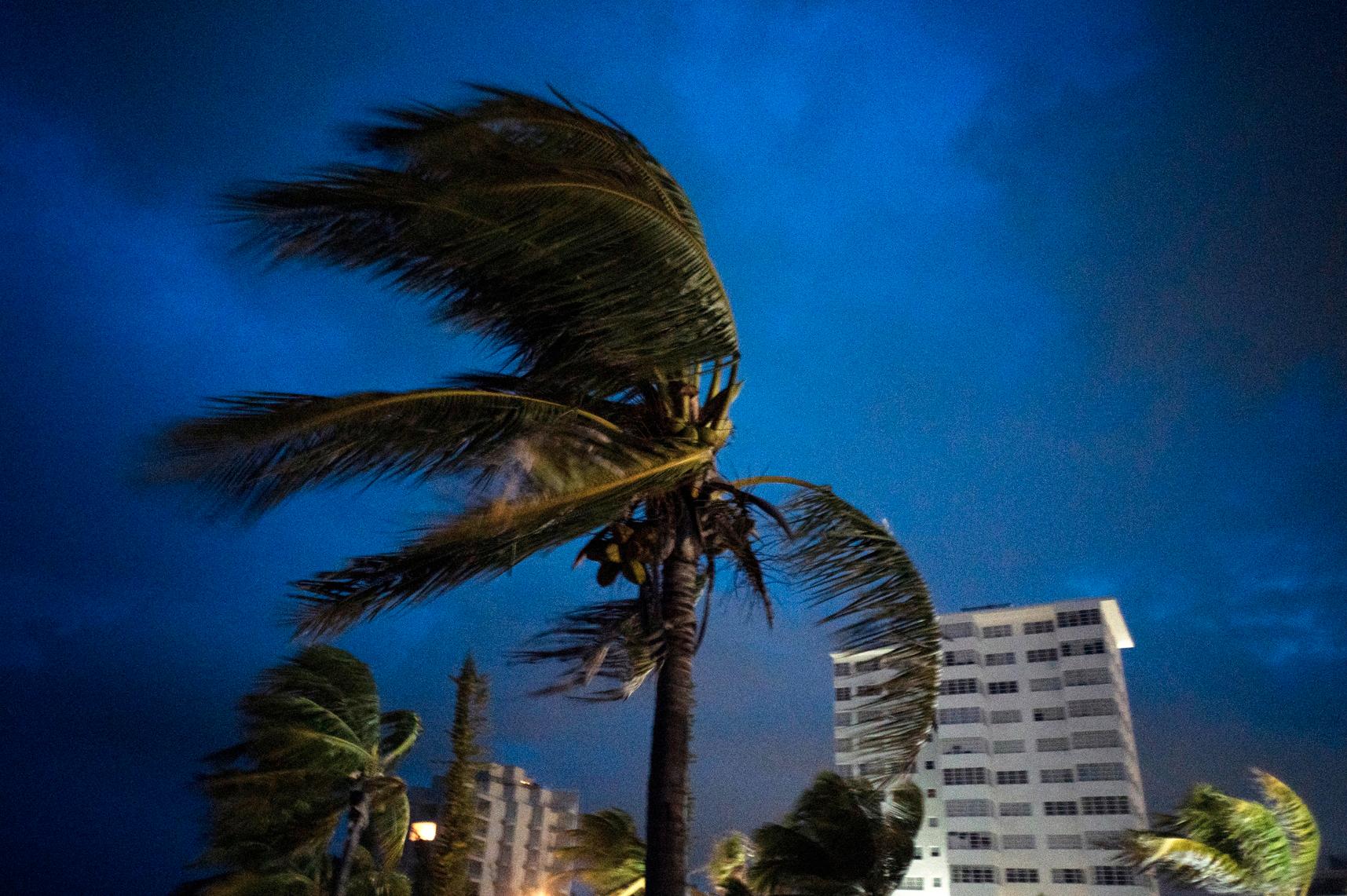 Starka vindar blåser i palmerna i Freeport på ön Grand Bahama.