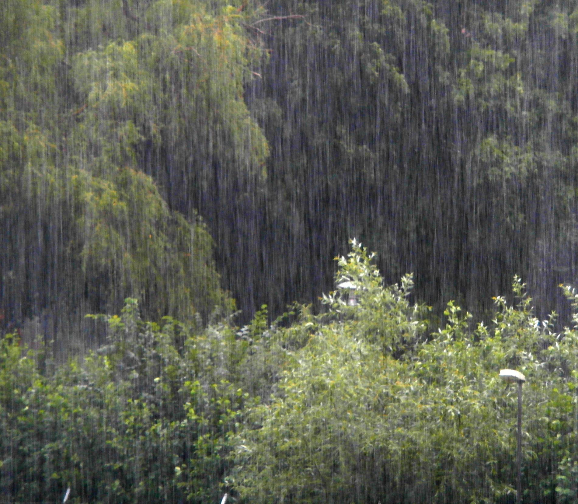 Regnet vräkte ner på Reimersholme på eftermiddagen den 1 augusti.