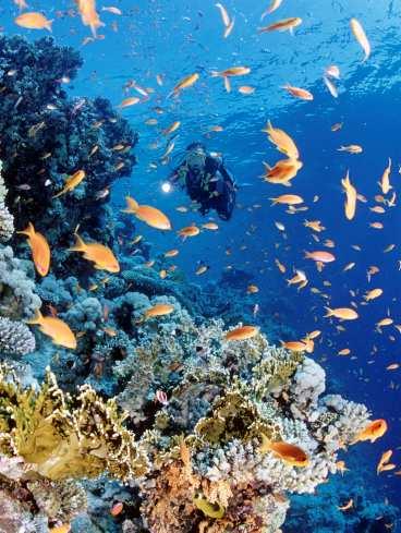 Korallreven i Röda havet bjuder på en svårslagen färgprakt och artrikedom. Dykaren försvinner nästan bakom alla juvelfiskar.