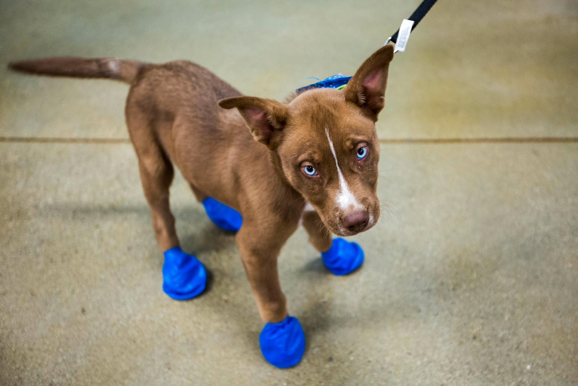 Hunden Arrow i Arizona i sina nya skor som ska skydda mot den varma asfalten.