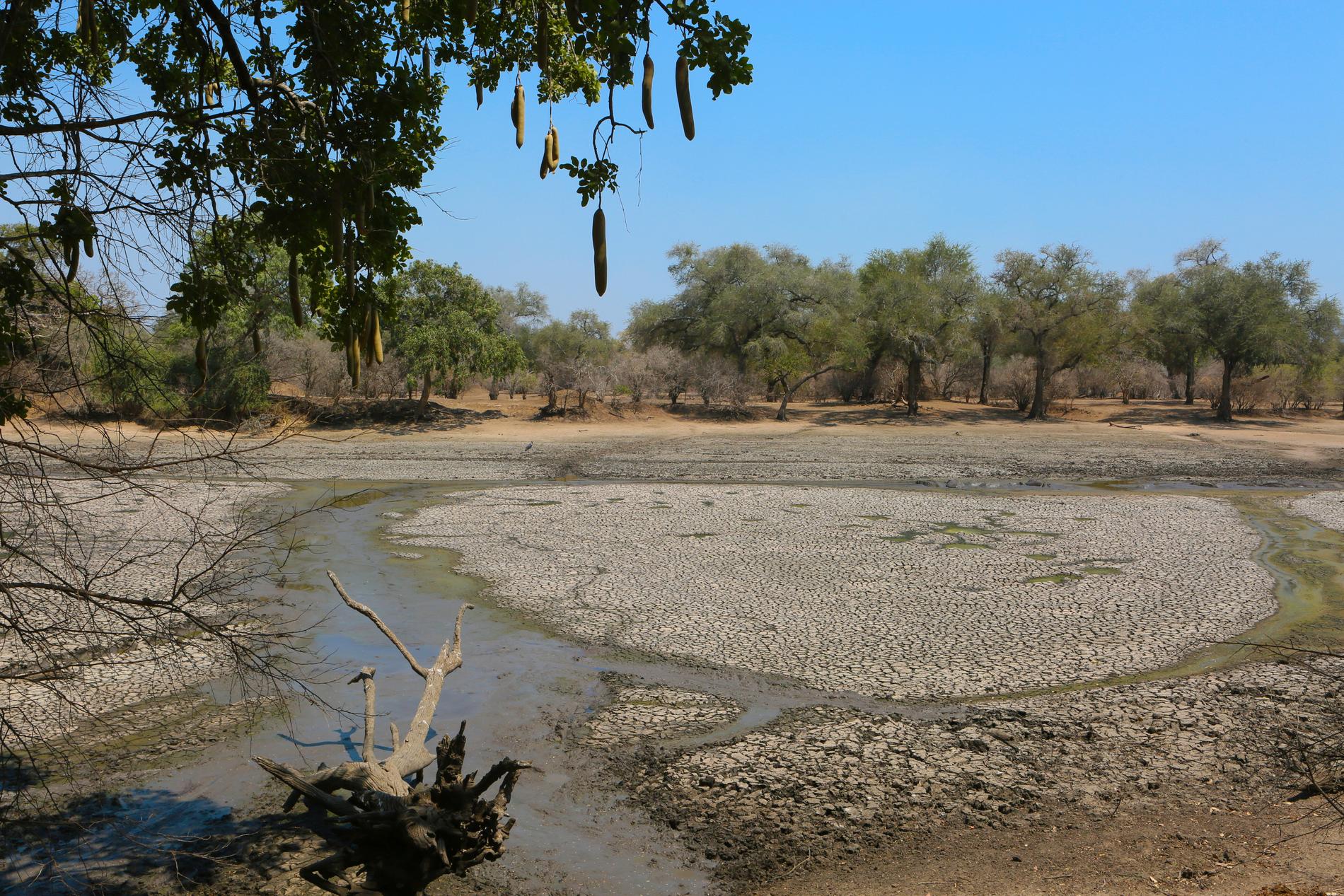Omkring 45 miljoner människor står inför svår matbrist på grund av torkan i södra Afrika, varnar FN. Bilden är från en uttorkad vattenkälla i Zimbabwe. Arkivbild.