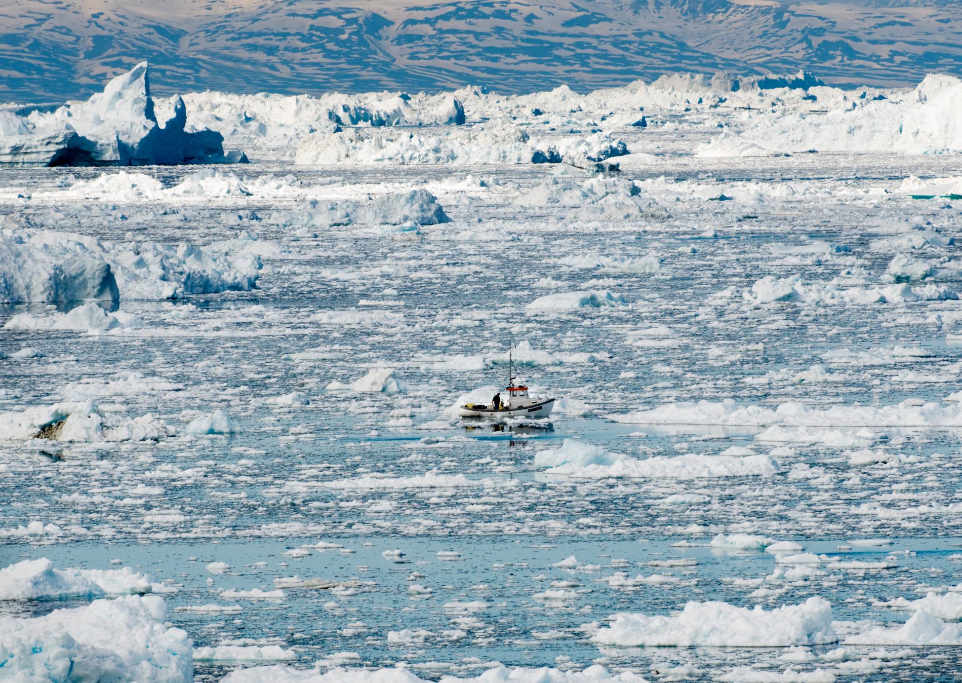 En liten fiskebåt bland isflaken utanför den nordgrönländska staden Ilulissat där det bor 5000 människor och cirka 4000 slädhundar.