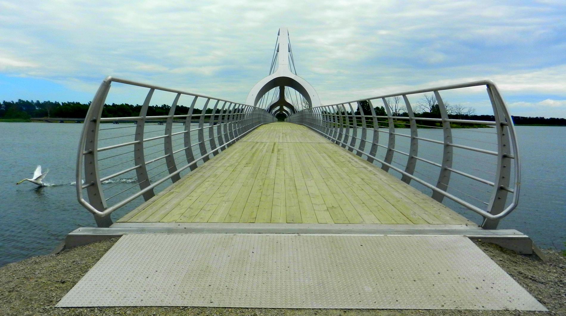 Sölvesborg i Blekinge har fått en ny bro som är 756 meter lång. Fotografen skriver: "Jag Skulle ta ett fint kort på bron. Efter en stunds koncentration och sett till att det var helt folktomt på bron så kom en svan och Fotobombade min bild just när jag skulle fotografera hi hi hi."