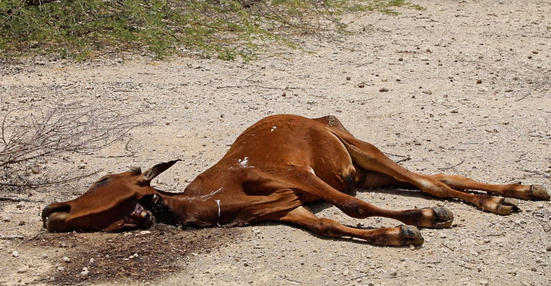 Död boskap i torkans Somalia.