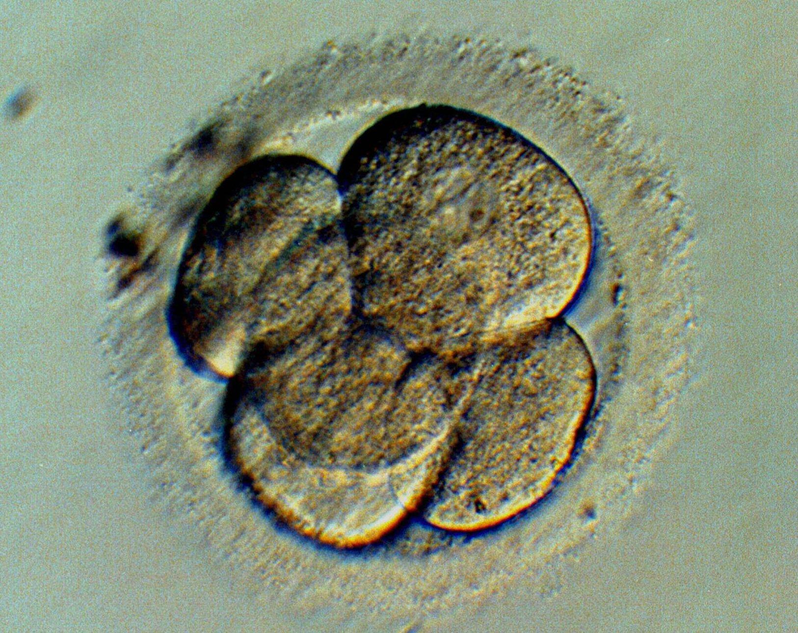 Att skrapa livmoderslemhinnan före en provrörsbefruktning har ingen effekt, visar forskning. På bilden ett mänskligt embryo bestående av fem celler.