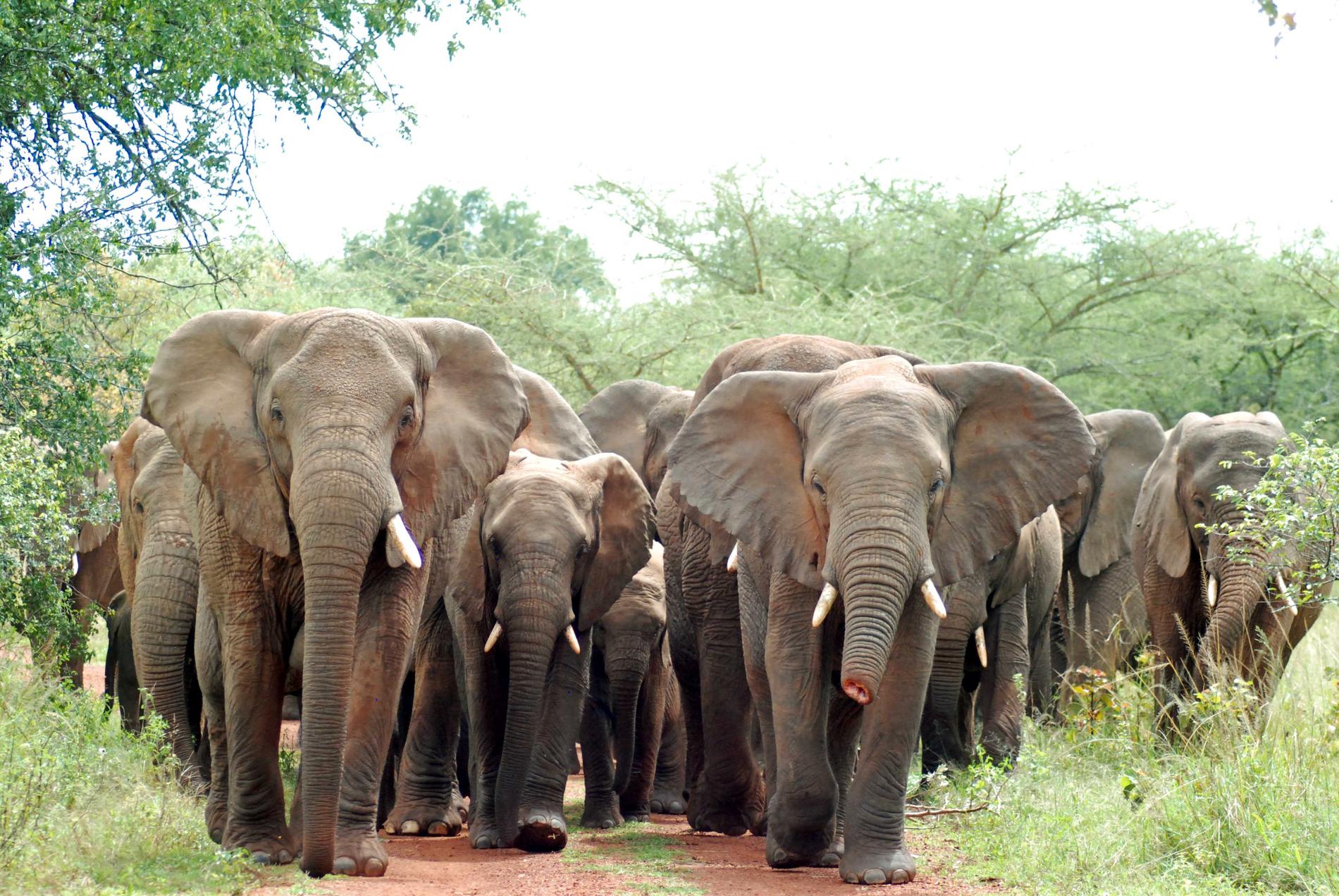En man har dömts till 30 års straffarbete för tjuvjakt, främst på elefanter, i Kongo-Brazzaville. Arkivbild.