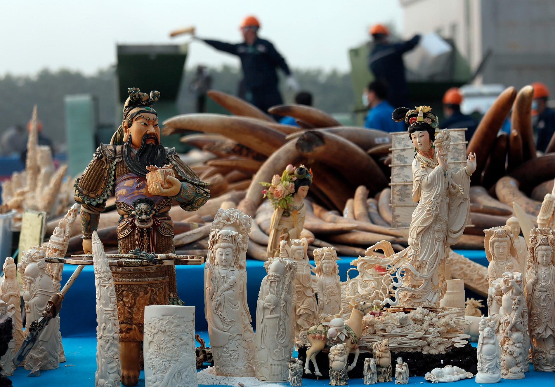Ett stort beslag av elfenben förstörs i Guangdong-provinsen i södra Kina 2014. Arkivbild.