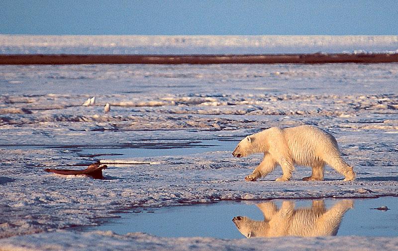När andra reserver sinar ökar trycket att borra efter gas och olja i den känsliga arktiska miljön.