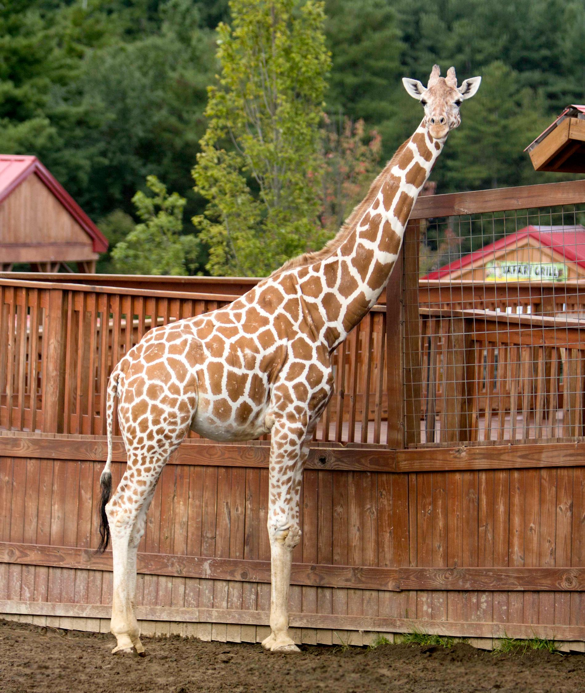 Giraffen April.