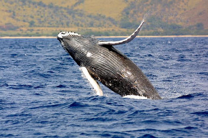 Tusentals knölvalar kommer till Hawaii varje vinter. 