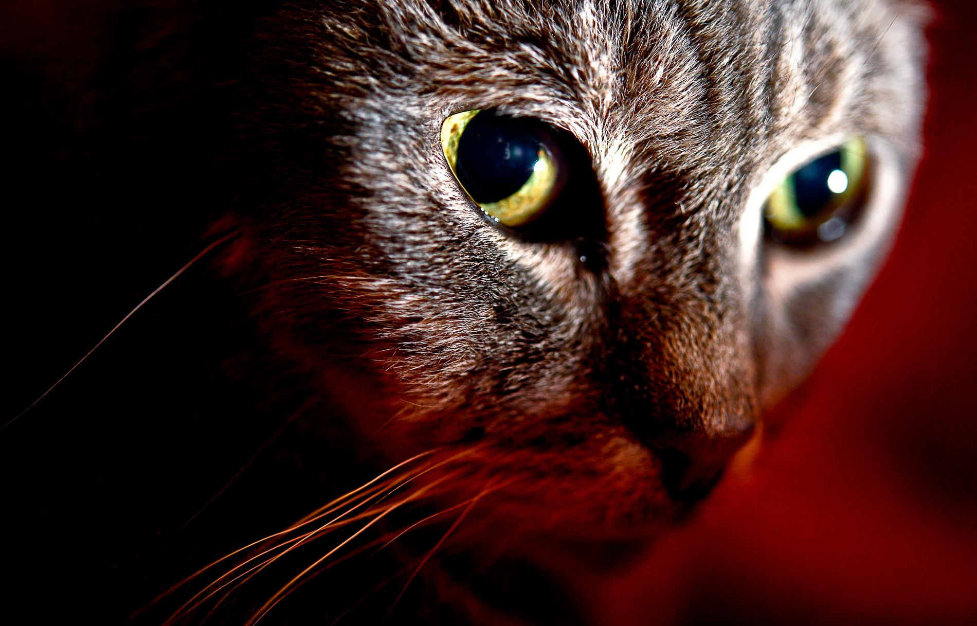 I Sverige bär nästan var femte person på kattparasiten.