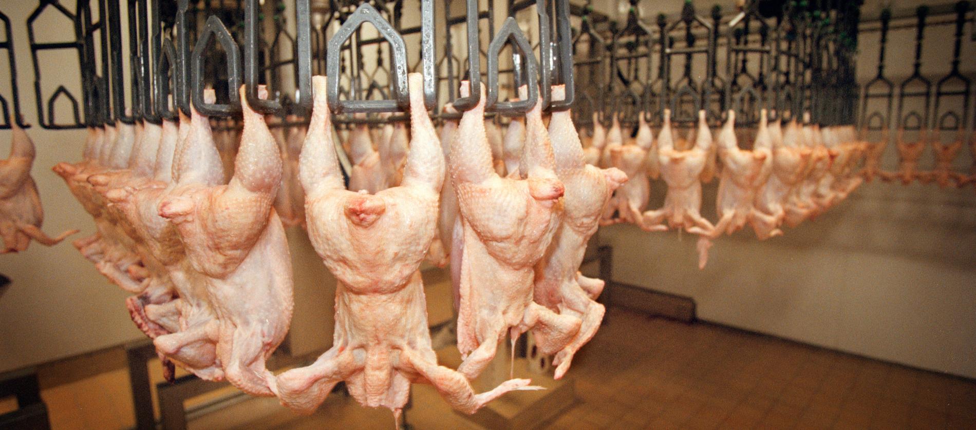 Produktionen på kycklingfabrikerna har pressats och flera problem i produktionsledet har rapporterats.