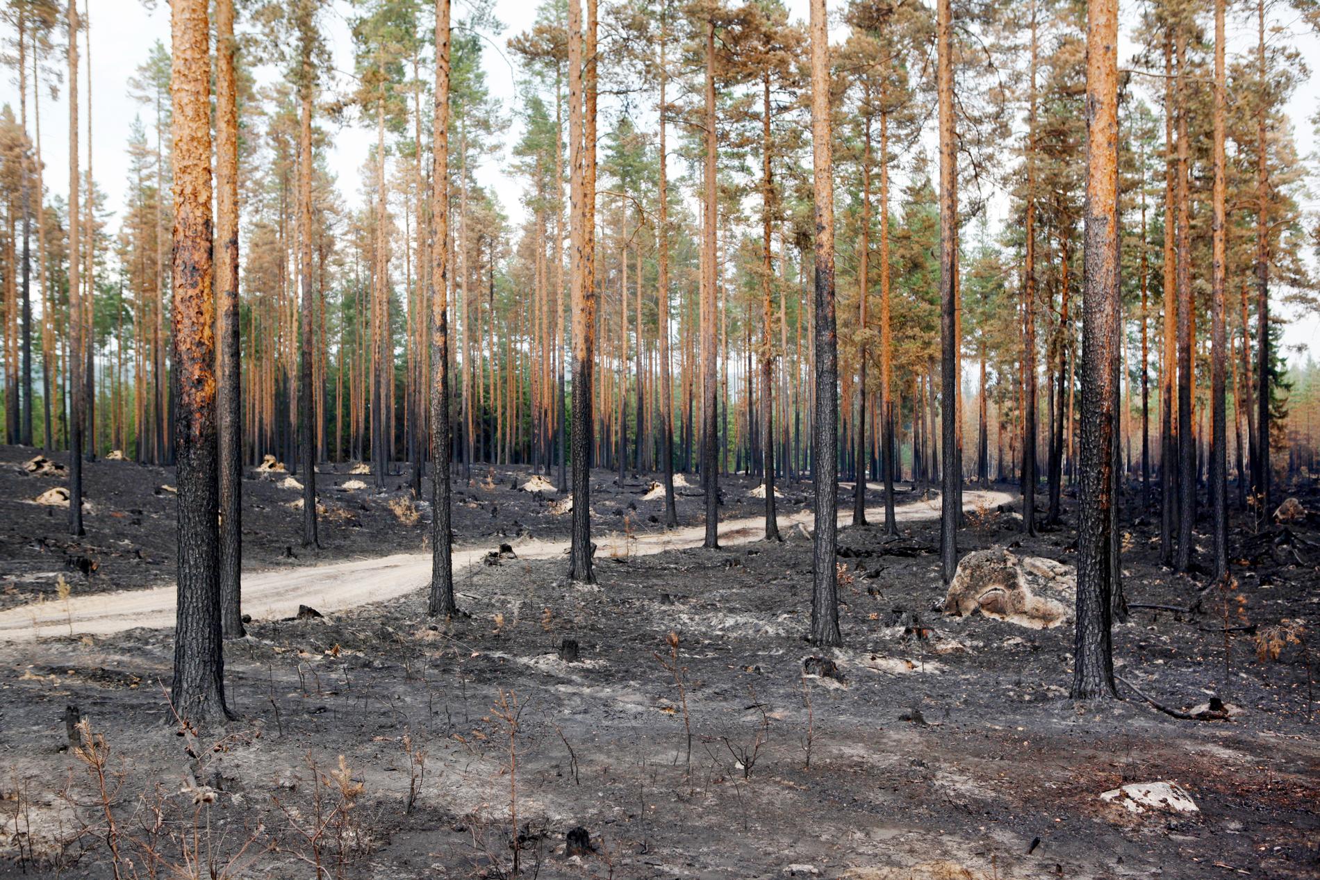 Skogsägare kan nu söka pengar hos Skogsstyrelsen för skador under sommarens bränder. Arkivbild.