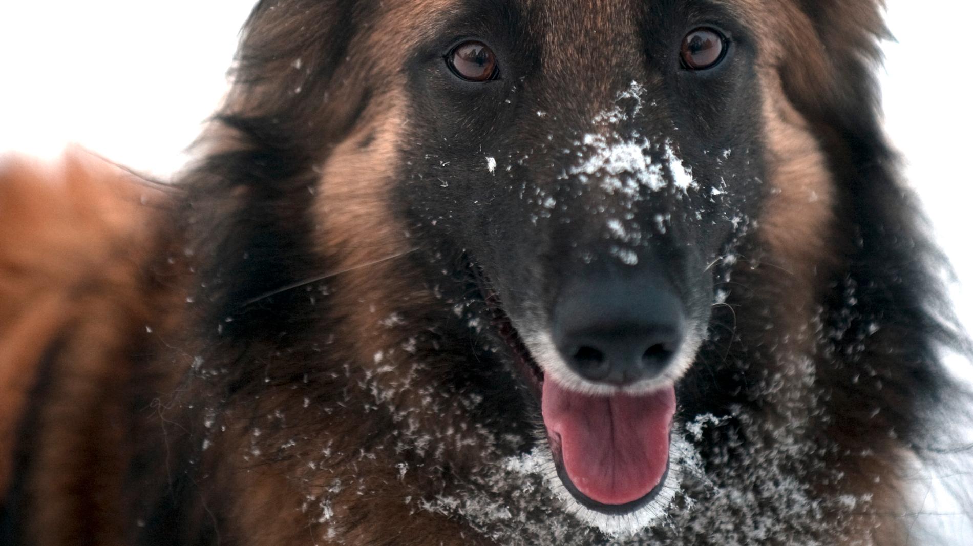En polishund som räddat ett litet barn hyllas som julhelgens hjälte i Finland. På bilden hjältehunden Kuhas dubbelgångare. Arkivbild.