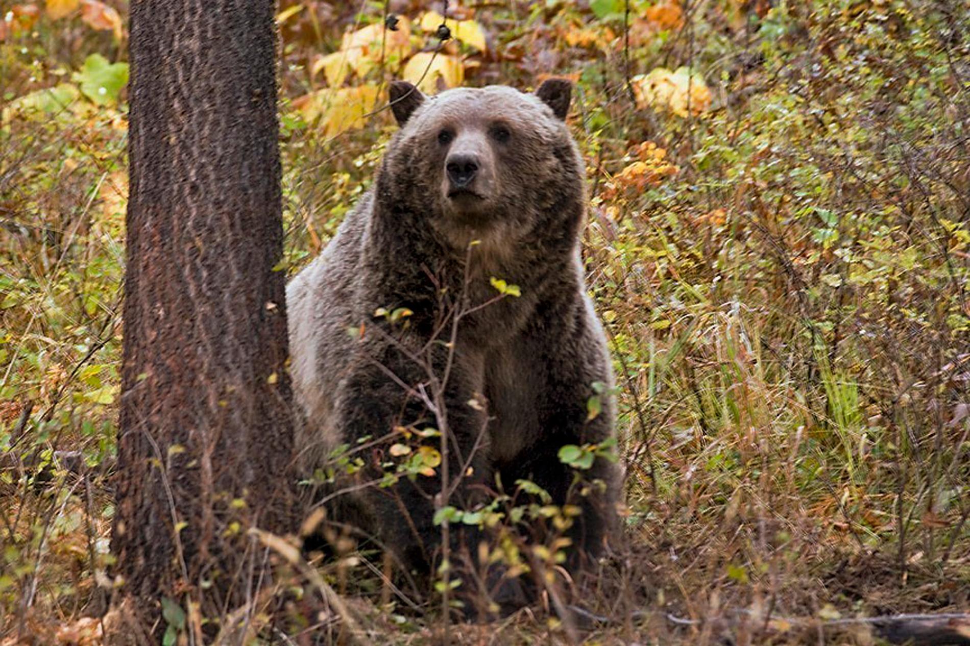 Grizzlybjörnar ses som en hotad art i USA. Arkivbild.