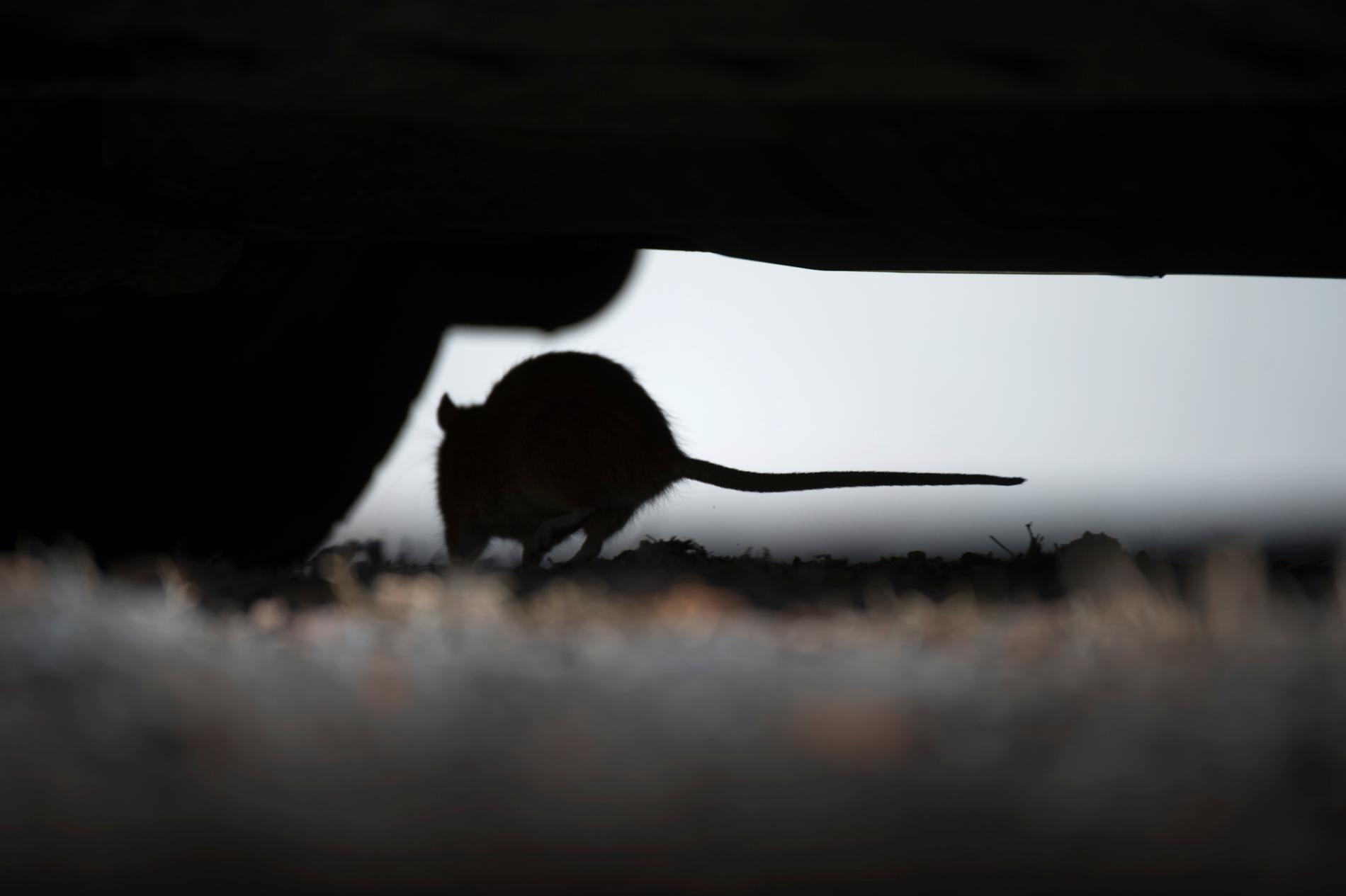 Råttorna har härjat under golvet i bostaden i tre år.