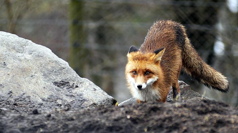 Det var en räv från Uddevalla som visade sig vara smittad av dvärgbandmasken. Djuret på bilden är inte den aktuella räven.