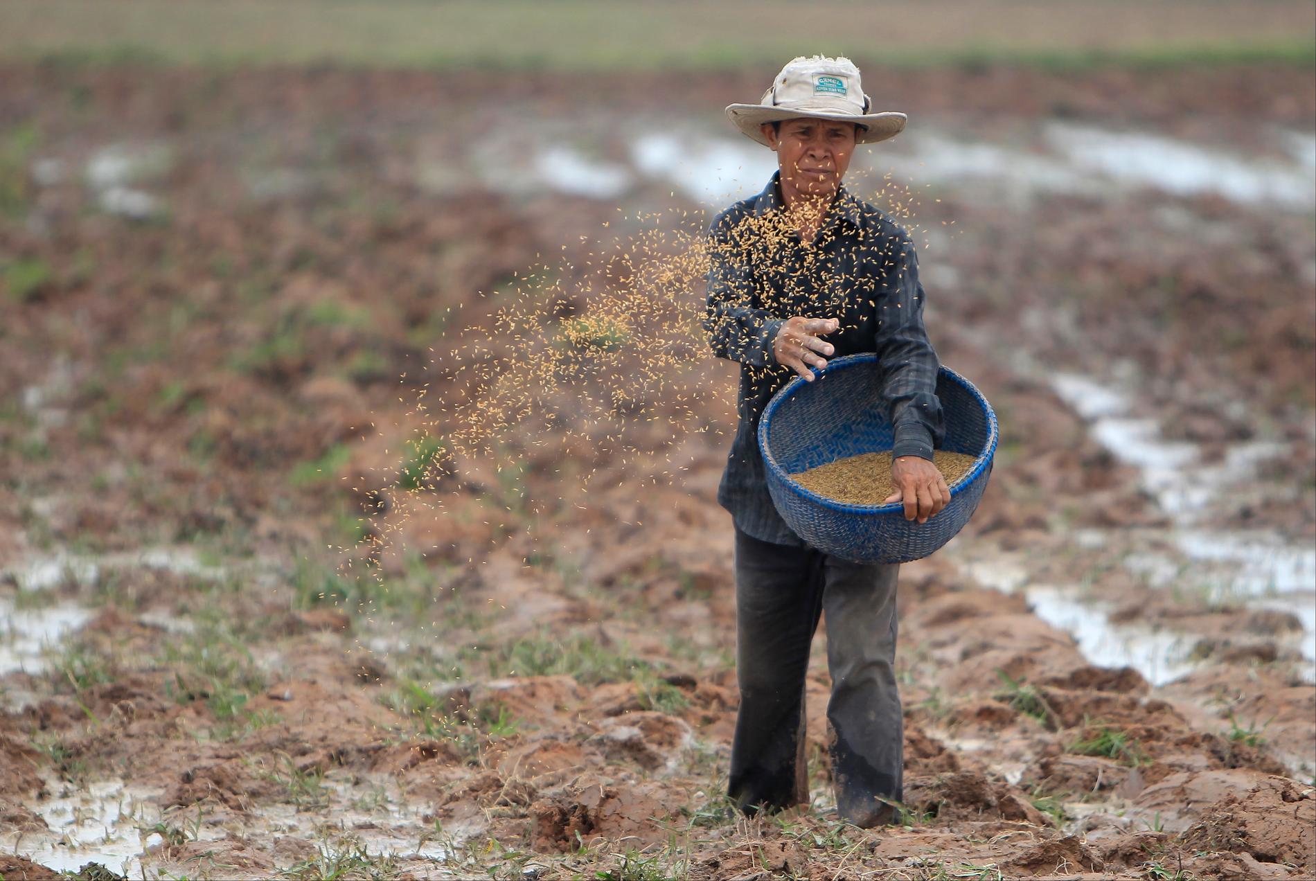 En bonde strör risfrön över ett odlingsfält utanför Kambodjas huvudstad Phnom Penh. Arkivbild.
