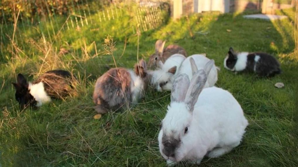 Cassandra har flera kaniner som söker efter ett nytt hem. På hennes Facebooksida ”Cassis omplaceringar” kan man läsa mer om det. 