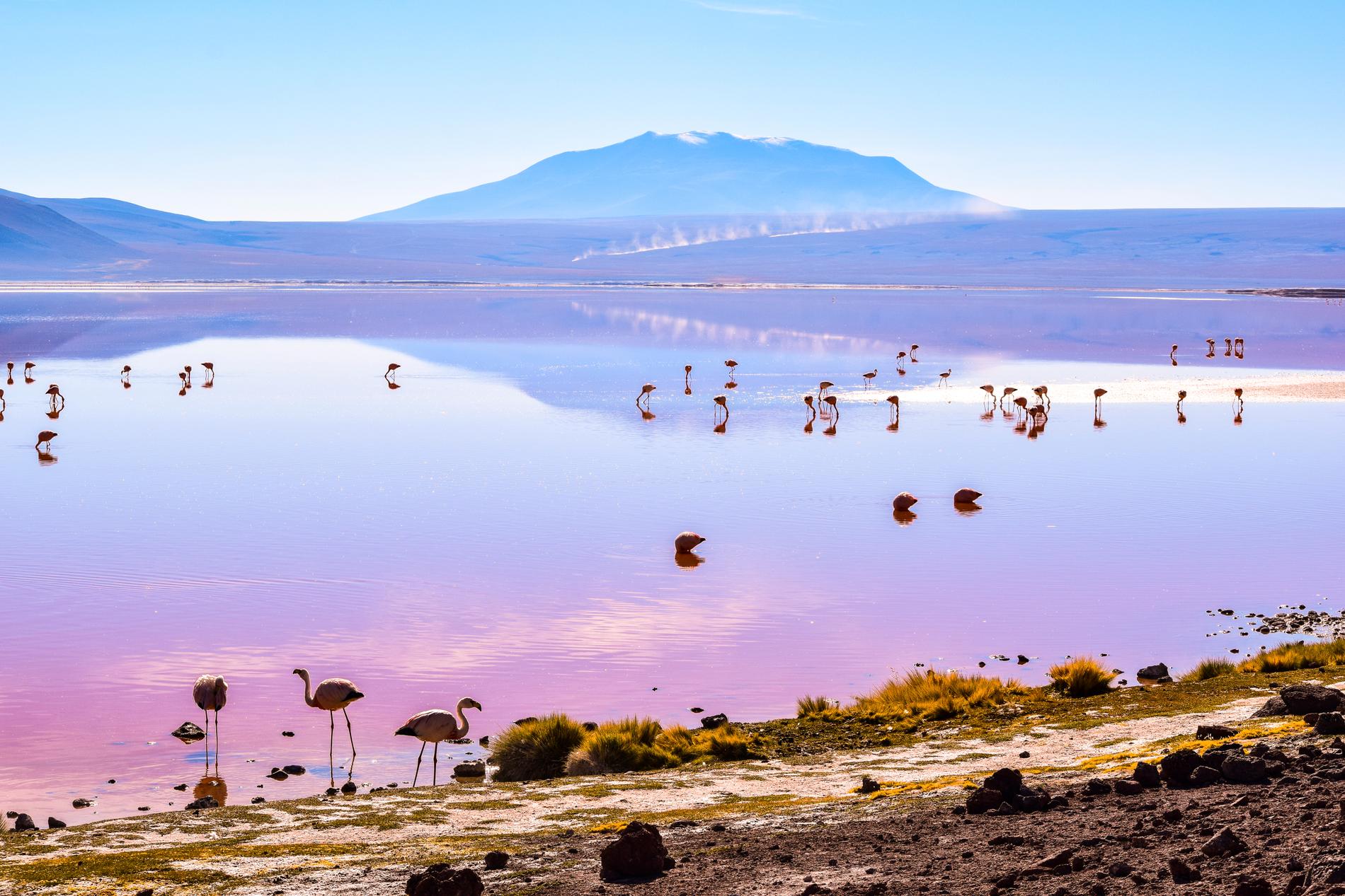 Laguna Colorada lockar till sig flamingos. 