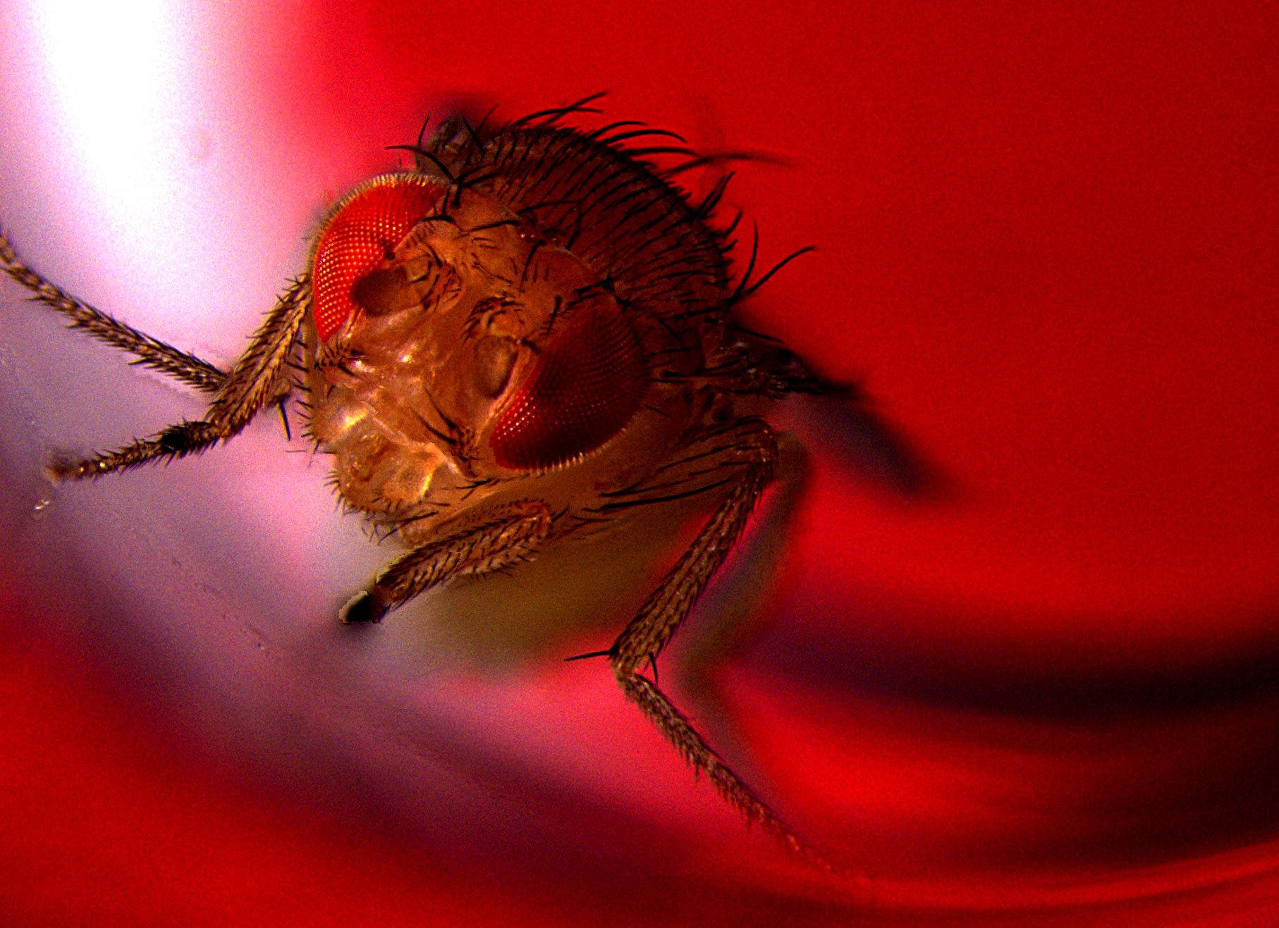 Med hjälp av optogenetik går det att få bananflugor att ejakulera med hjälp av rött ljus. Studierna visar att flugor, precis som människor, njuter av sex.