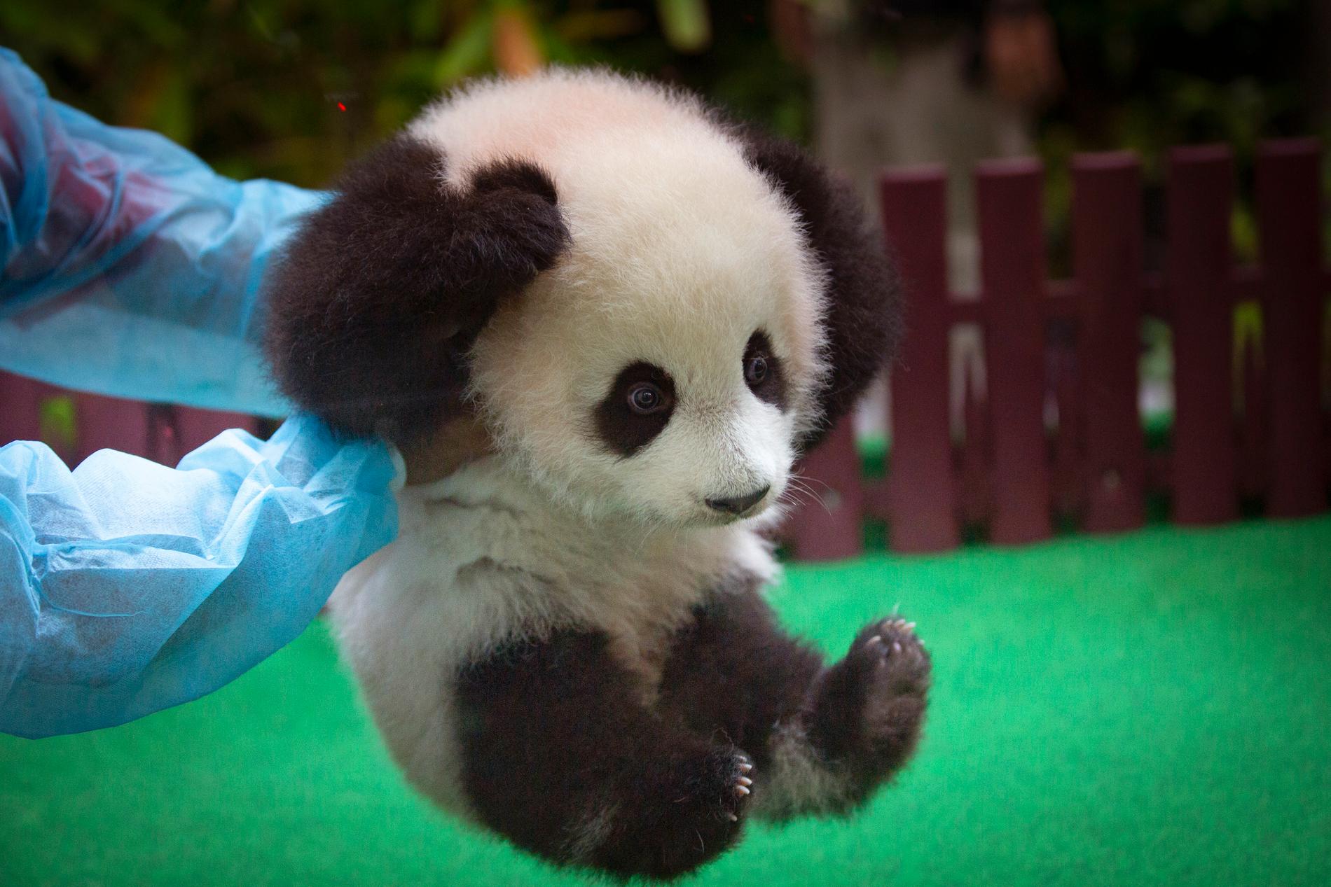 Pandan visades upp för allmänheten i djurparken i Kuala Lumpur i Malaysia.