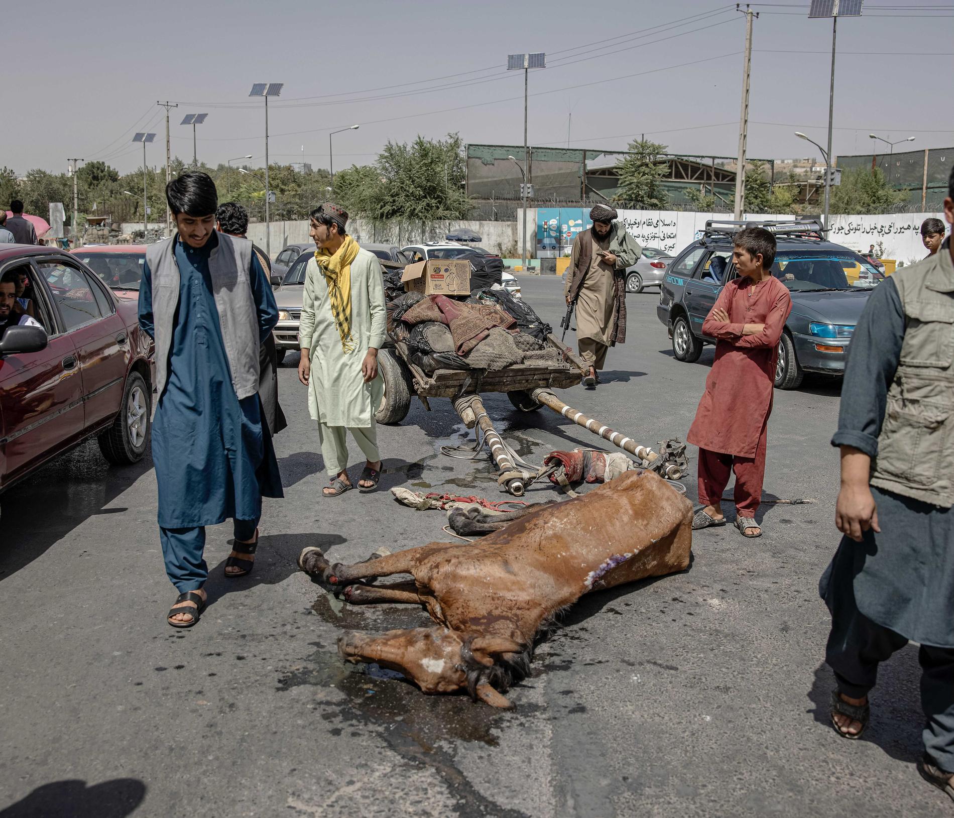 En häst som har kollapsat mitt på Massoudtorget i Kabul.