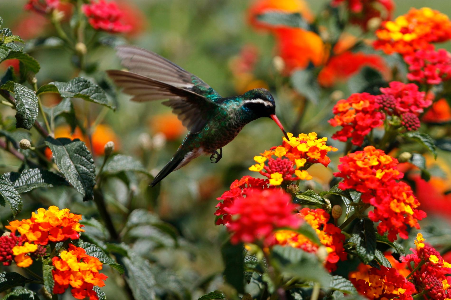 Ornitologer i Ecuador har identifierat en ny kolibrityp. Bilden är på en annan kolibrityp i Mexiko.