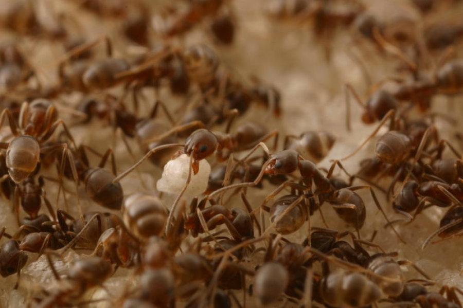 Myror vaknar till liv när våren kommer. Arkivbild.