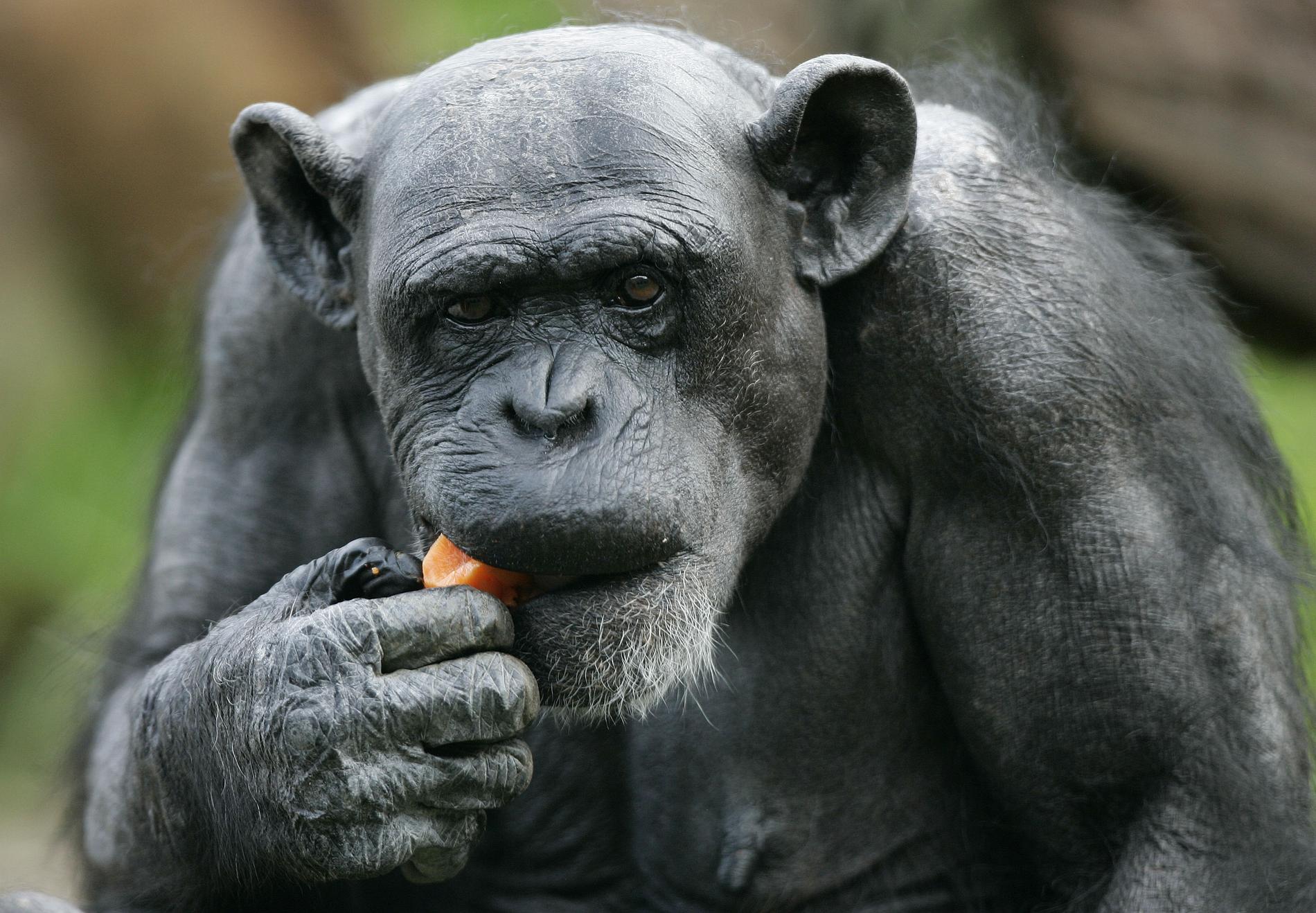 Nya studien visar hur lika schimpanserna är människan.