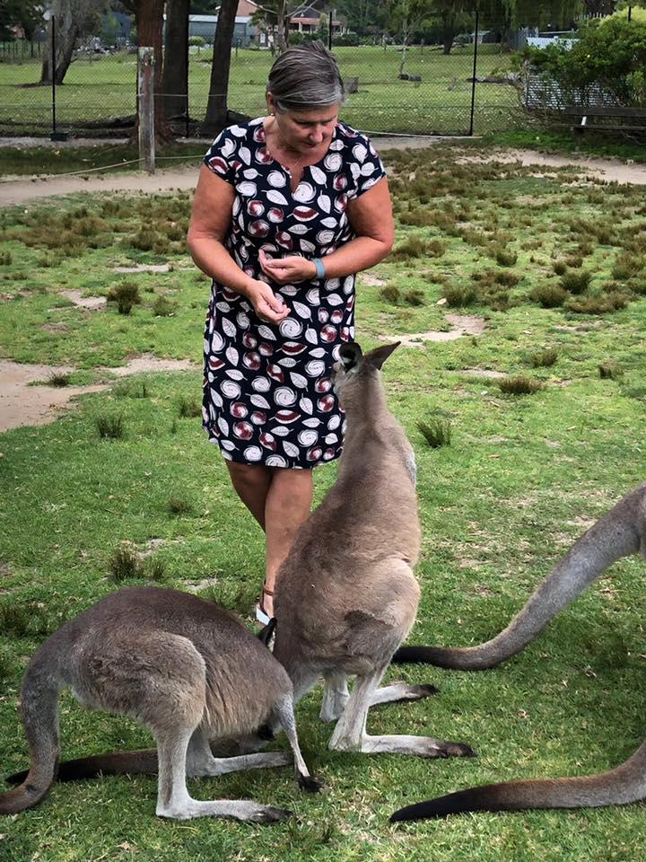 På zoo i Melbourne. Matdags för känguruerna. 