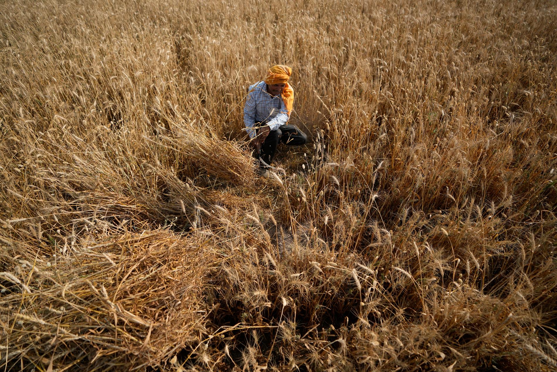 En lantbrukare skördar vete i utkanten av staden Jammu i norra Indien. Arkivbild