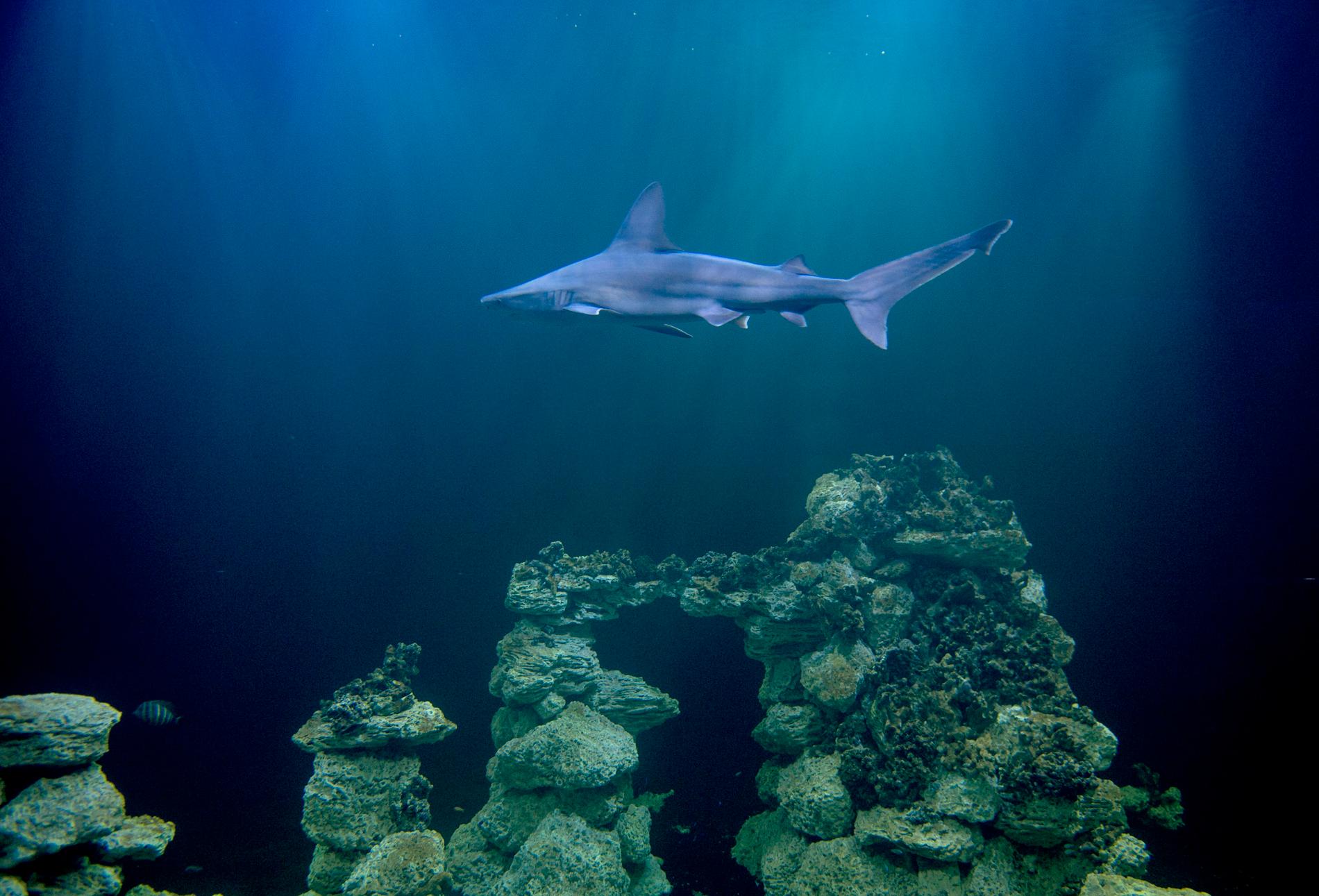 Forskare har hittat bevis för att vissa hajar sover med ögonen öppna. På arkivbilden en korallhaj.