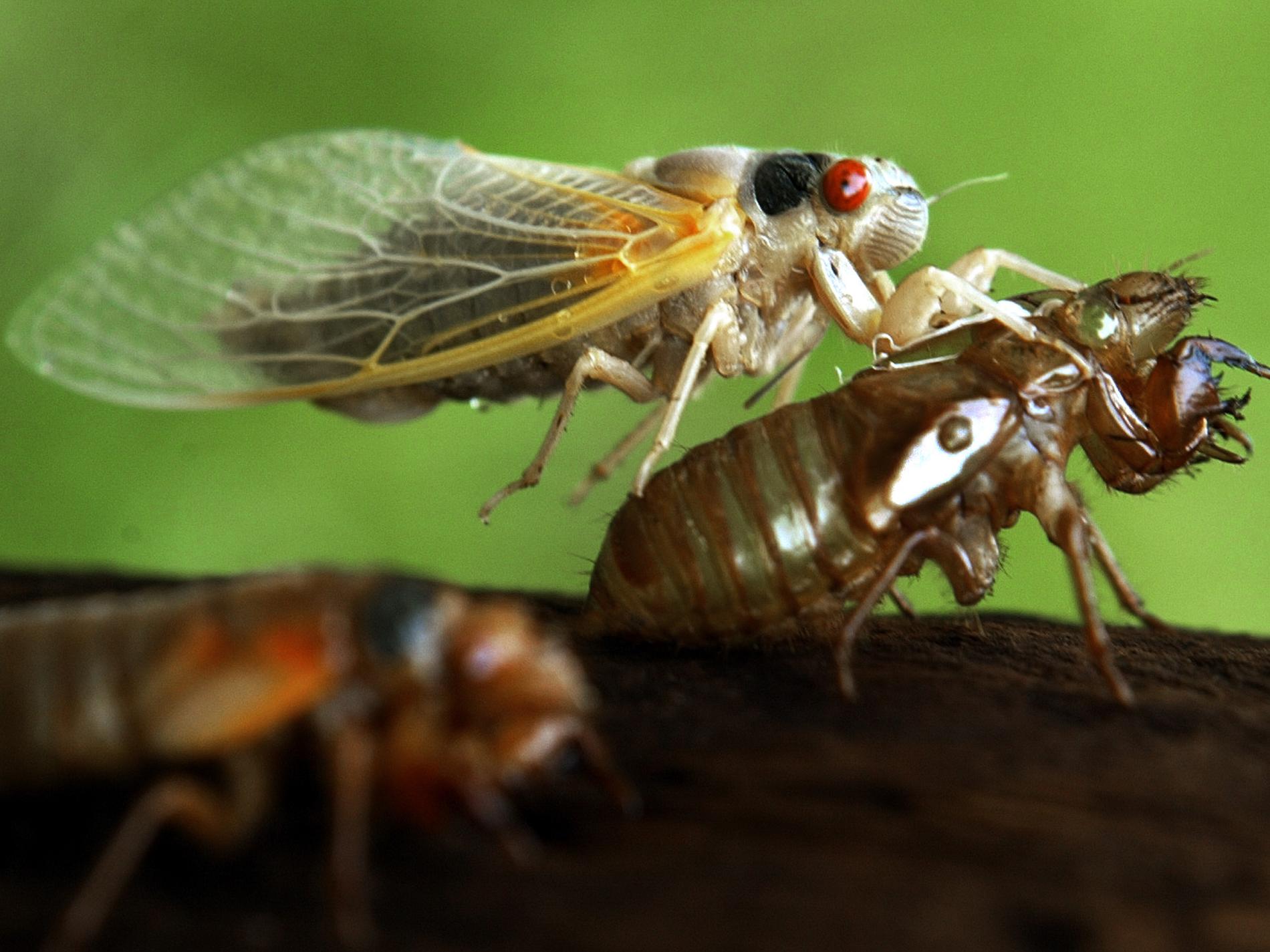Insekter invaderar – vissa blir sexgalna zombier