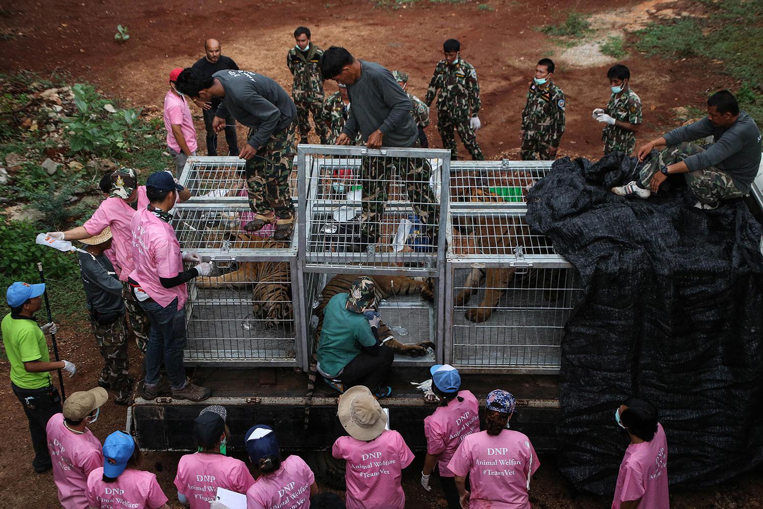 Utöver de döda tigerungarna hittades levande djur som räddades.