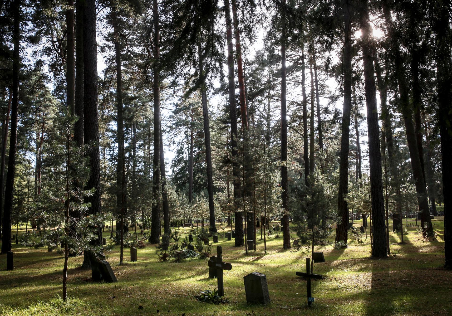 Gravstenar och kors bland tallar på Skogskyrkogården i södra Stockholm. Arkivbild.